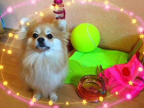 Видео: ПОКУПКИ ДЛЯ СОБАК С ALIEXPRESS