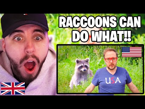 Видео: Реакция британца на «Давайте поговорим об американских енотах»