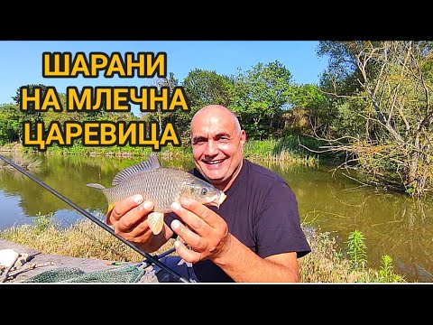 Видео: Бял амур ми изправи кукичката. Летни шарани на млечна царевица! Сладководен риболов близо до Варна!
