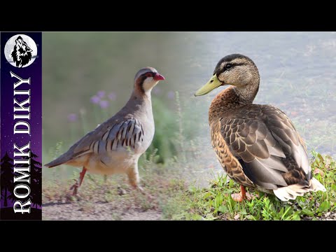 Видео: Охота на р.Или. Утка, кеклик. 28 октября 2023г