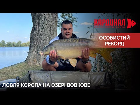 Видео: Ловля коропа на озері Вовкове. Флет фідер в дії