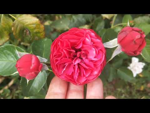 Видео: Цветение цветов на 17 августа 