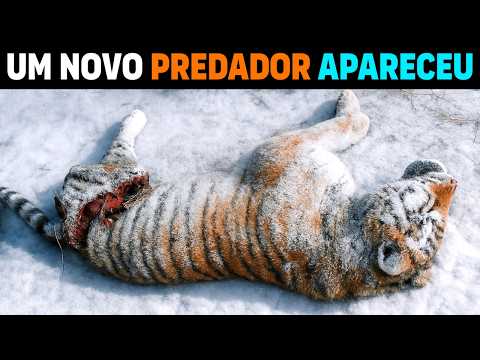 Видео: 🚨 СЕЙЧАС: Черный Хищник ПОЖИРАЕТ ТИГРОВ в Сибири