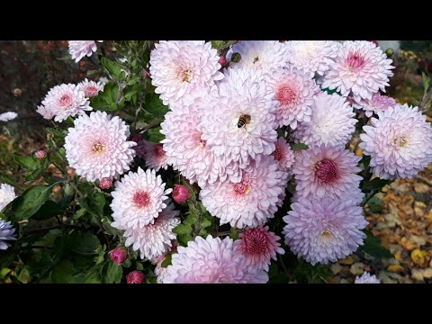 Видео: Сад в листопаді🍁 Моя нова підставка для квітів🌺