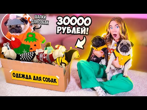 Видео: Угги и Шапки Для Мопсов🤣 ЗАКУПИЛАСЬ ОДЕЖДОЙ для СОБАК на 30000 руб! Распаковка и примерка !