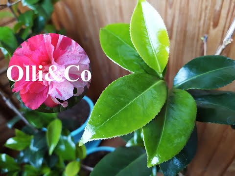 Видео: КОМНАТНЫЕ ЦВЕТЫ  Весна! КАМЕЛИИ РАСТУТ!