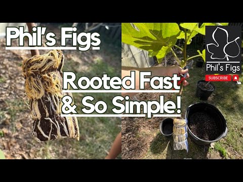 Видео: Мой новый любимый способ размножения инжира и фруктовых деревьев (так просто!)