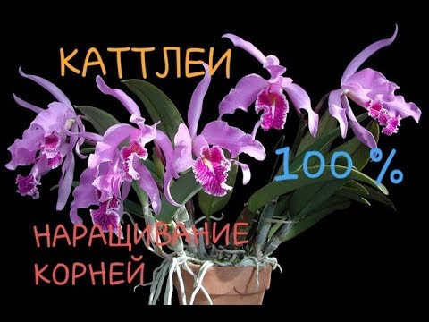 Видео: ОРХИДЕИ КАТТЛЕИ _КАК НАРАСТИТЬ КОРНИ _