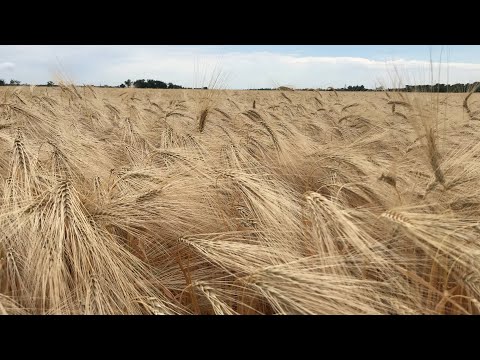 Видео: Уборка озимого ячменя,23 июня 2021 г.