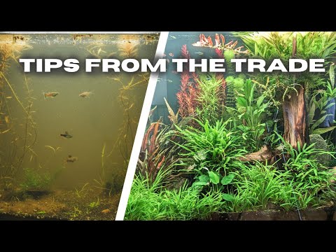 Видео: 10 ЛУЧШИХ СОВЕТОВ для сверкающе чистого аквариума с растениями