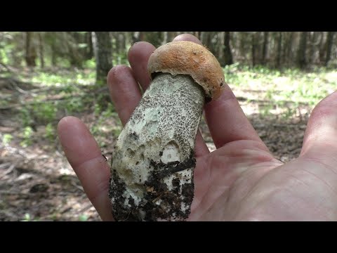 Видео: В ЛЕС ПО ГРИБЫ! ДАРЫ ЛЕСА И ПОЛЕЙ! Грибов всё больше и больше!