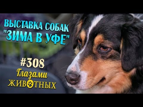 Видео: Глазами животных #308. Выставка собак "Зима в Уфе"