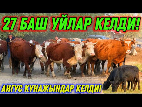 Видео: ГЕРЕФОРД СИММЕНТАЛ БООЗ УЙЛАР КЕЛДИ 🤯#байтв 