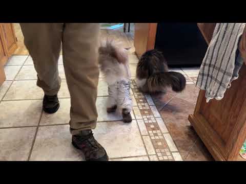 Видео: Это гонка к финишу 😲 Кошки едят лакомства