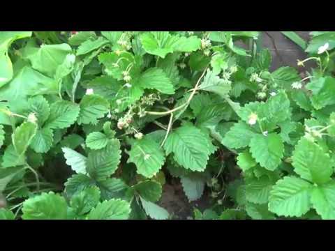 Видео: Пересадка земляники.