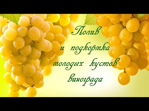 Видео: Полив и подкормка молодых кустов винограда