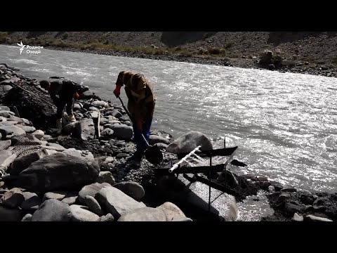 Видео: Заршӯӣ дар рӯди Зарафшон. То 500 сомонӣ дар як рӯз