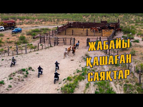 Видео: Қашаған жылқыларды бес мотоциклмен қораға қамау | Жылқышы Қапбасов Бекболат ағаның шаруашылығы.