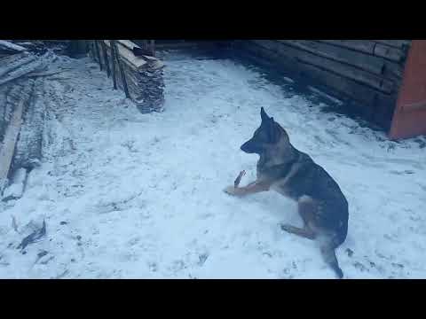 Видео: Горбыль пилить на дрова 2 часть . сколько стоит горбыль 1куб ?