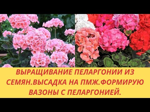 Видео: Выращивание пеларгонии из семян.Высадка на ПМЖ. Формирую вазоны с пеларгонией. Подготовка к цветению