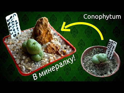 Видео: Пересадка конофитумов в минеральный субстрат / Conophytum to mineral substrate