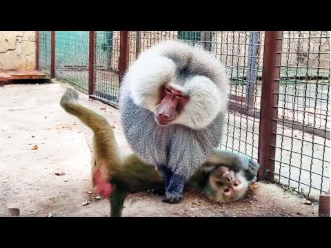 Видео: ПРИДАВИЛ  Люсю с разбега! ШОК! Елисей ПОКАЗАЛ нам защиту от макак! ИСПОРТИЛ Люсе всю прическу!