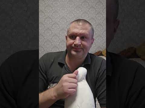 Видео: ЧТО НЕЛЬЗЯ ДЕЛАТЬ В ПЕРВЫЙ ДЕНЬ ЖИЗНИ С ПОПУГАЕМ.
