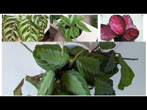 Видео: ❤️💓Калатеи | Маранты | Ктенанта | коллекция 💚🌿