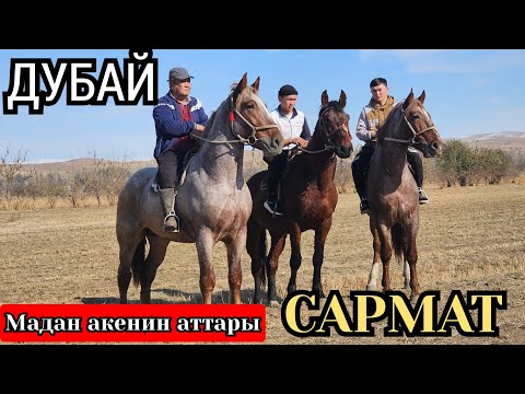 Видео: ЧОҢ АТТАР ДУБАЙ🔥 САРМАТ 🔥ЖИНДИ ТОРУ