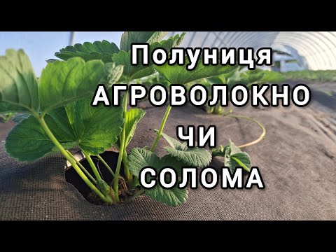 Видео: На що садити полуницю? Солома чи агроволокно?
