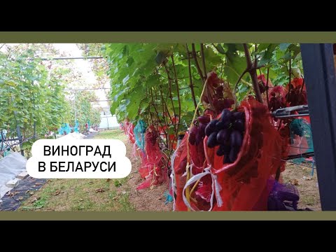 Видео: Состояние виноградника на 9 октября. Беларусь. 