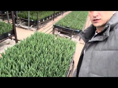 Видео: #Выгонка #тюльпанов #2025. Третья неделя. #Топпинг листа