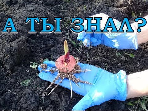 Видео: ГЛАДИОЛУСЫ: посадка ПОШАГОВО