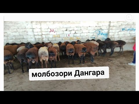 Видео: Молбозори Дангара 09 11 2025 г