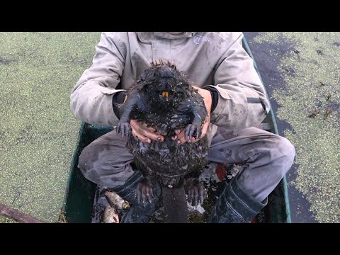 Видео: РОЗОВЫЙ КАРАСЬ!БОБР НАПАЛ НА БРАКОНЬЕРОВ!