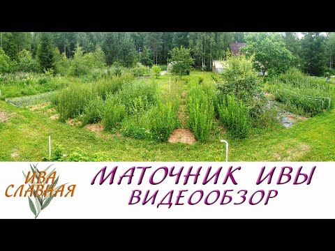 Видео: Ива Славная: Видеообзор - Маточник ивочки (07.07.2023)