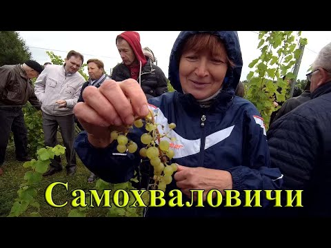 Видео: 🔴🔴Виноградник в Самохваловичах, Минская область. Экскурсия на виноградник.