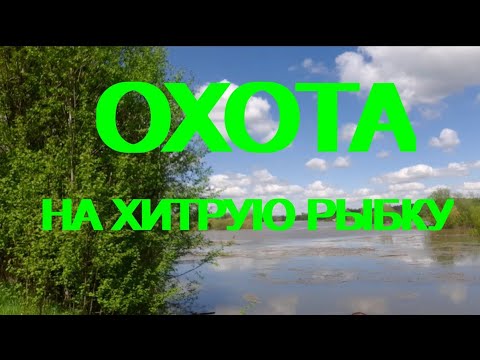 Видео: Охота на хитрую рыбку