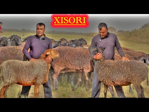 Видео: БЕЛГА ЕТГАН ҚЎЙ БЎЛАР, ЕЛ ИЧИНДА ТЎЙ БЕРАР 1-noyabr, 2025 #асрордонаев 