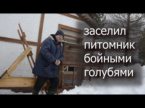 Видео: Бойные голуби перебрались в новый дом. Нас ещё мало.