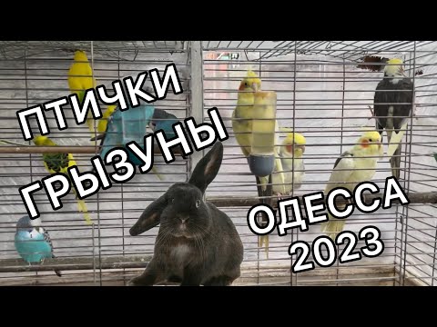 Видео: Птичий рынок «Староконный» Зима 2023 | Птички, грызуны
