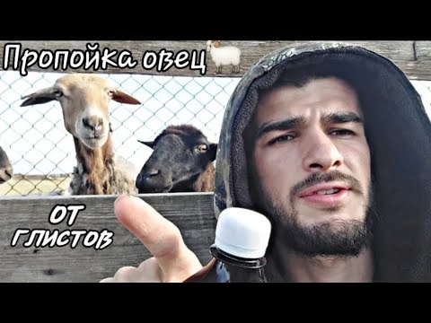Видео: ПРОПОЙКА ОВЕЦ ОТ ГЛИСТОВ; МОЛОДОЙ ФЕРМЕР КАРИМ