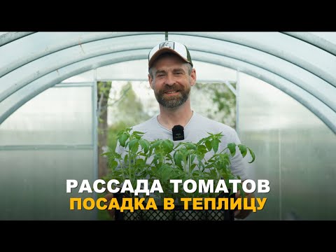 Видео: ПРИЖИВАЕМОСТЬ РАССАДЫ ПРИ ПЕРЕСАДКЕ ВОЗРАСТЕТ. Посадка рассады томатов в теплицу.