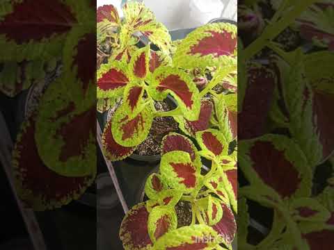 Видео: Обзор черенков и сеянцев.#обзоррастений #бегонии #бальзамин #хризантемы #земляника #сад