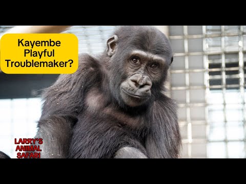 Видео: Детеныш Гориллы - Кайембе Игривый Возмутитель Спокойствия #gorilla