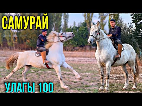 Видео: ЖООН САМУРАЙ  АТТЫН ДАДИЛИ 🔥 #байтв