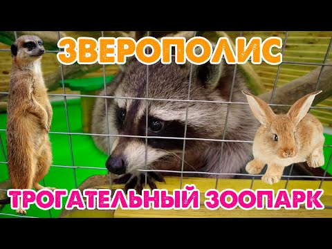 Видео: 🐻 ЗВЕРОПОЛИС 🐰 ТРОГАТЕЛЬНЫЙ ЗООПАРК