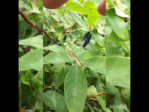 Видео: Жимолость урожай 2019 года сад Павлюка