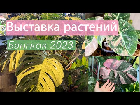 Видео: №101. Невероятно красивые и редкие растения на выставке в Бангкоке (Таиланд).