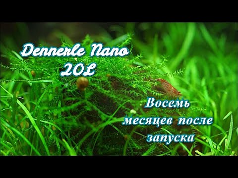 Видео: #Dennerle_Nano_20L аквариум на земле. Восемь месяцев после запуска.